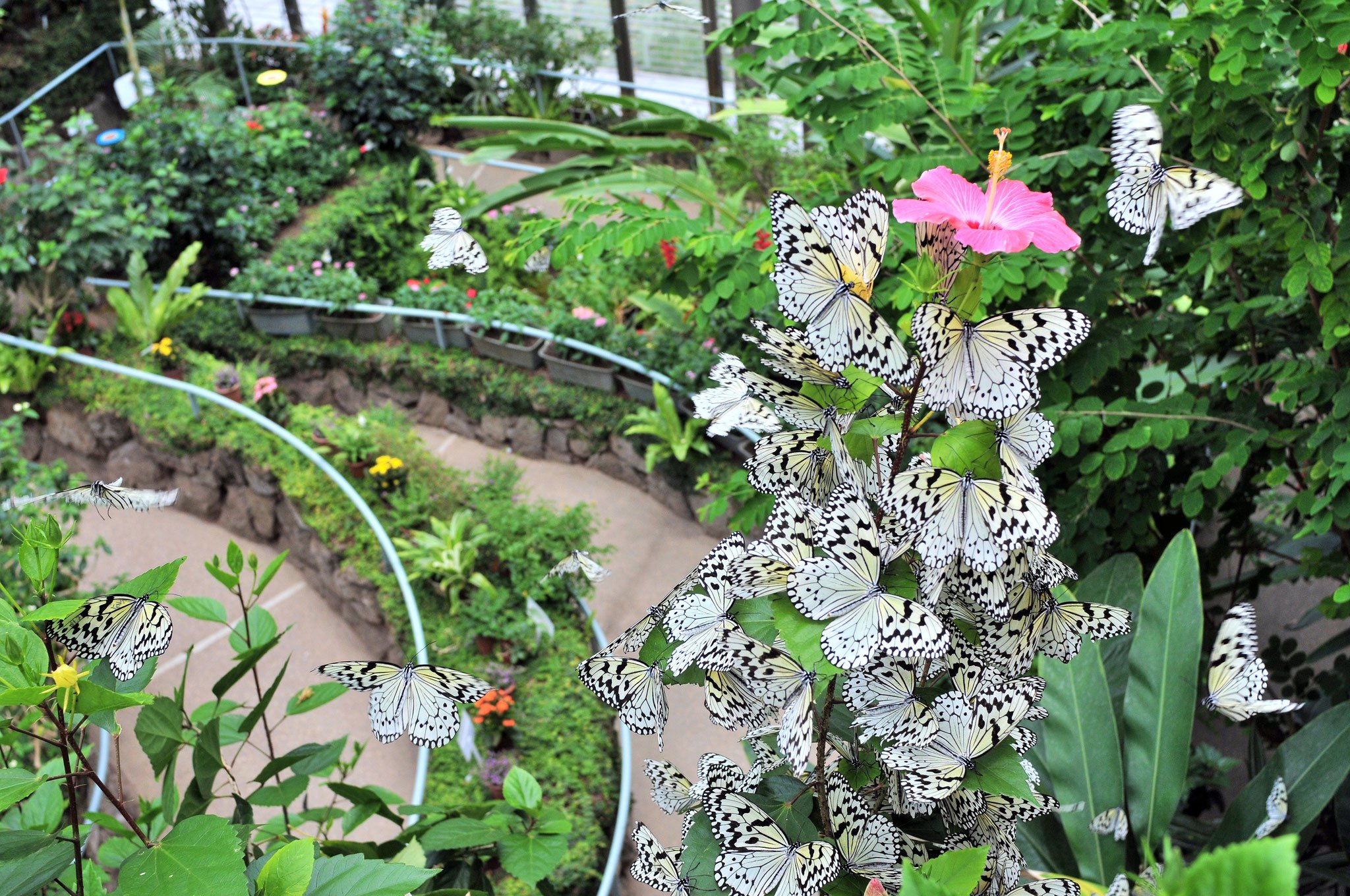 🦋 이시카와현 만남의 곤충관(이시카와켄 후레아이 콘추칸)